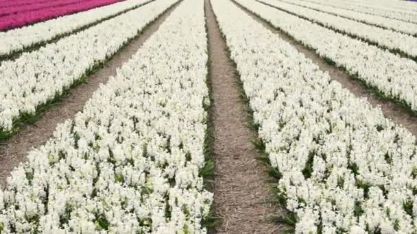Vår blomma fält i Nederländerna — Stockvideo