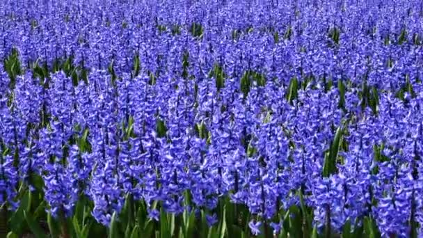 Spring flower field at the Netherlands — Stock Video