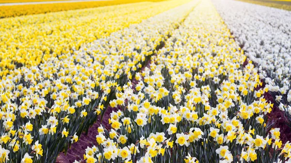 Hollanda çiçek alanları — Stok fotoğraf