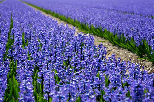 Dutch flower fields — Stock Photo, Image