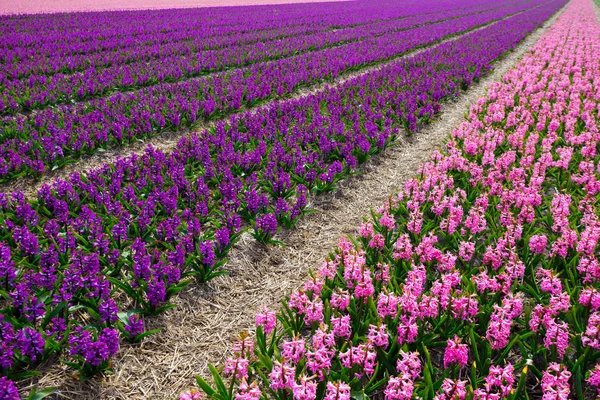 Campi fioriti olandesi — Foto Stock