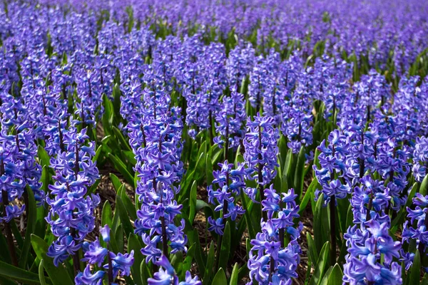 Nederlandse bloembollenvelden — Stockfoto