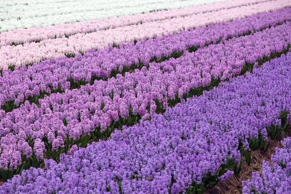 Holländische Blumenfelder — Stockfoto