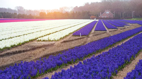 Campi fioriti olandesi — Foto Stock