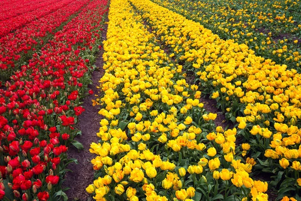 Holandské květinové pole — Stock fotografie