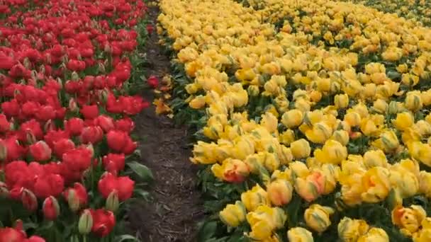 Frühlingsblumenfeld in den Niederlanden — Stockvideo