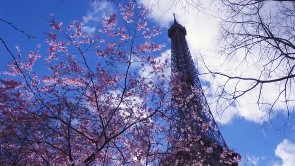 Eiffelturm Mit Sakura Ästen Und Blauem Himmel — Stockvideo