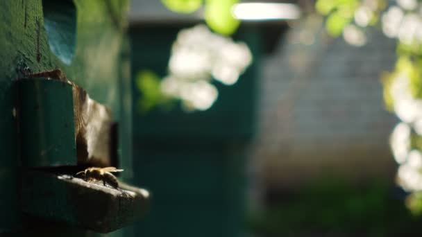 Abejas Volando Dentro Fuera Colmena Vista Cerca — Vídeo de stock