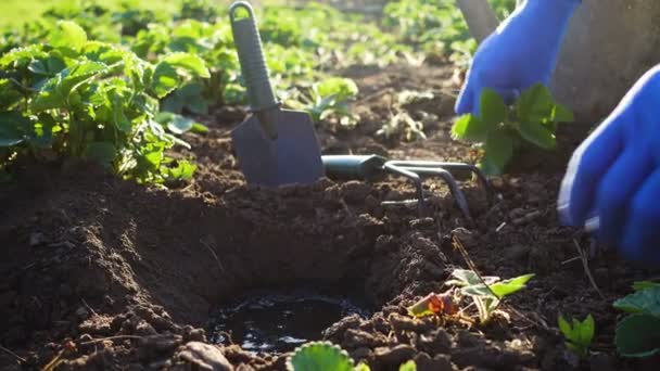 Plantando Morangos Jardim Mãos Segurando Uma Planta Cultivada Sementes Regando — Vídeo de Stock