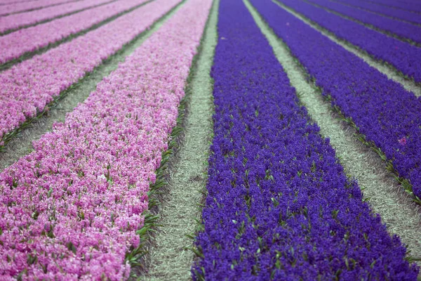 Holländische Blumenfelder — Stockfoto
