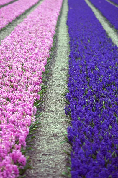 Nederländska blomma fält — Stockfoto