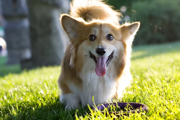 Corgi soffice ritratto — Foto Stock