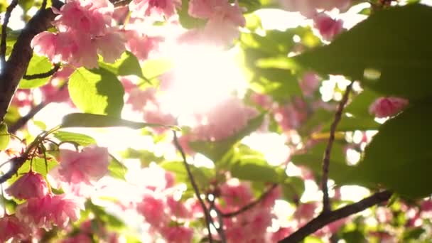 Güzel Pembe Çiçekler Ile Çiçeklenme Sakura Ağacı — Stok video