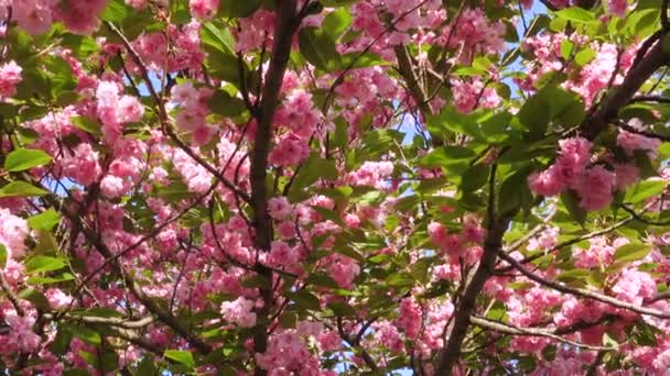 Ανθισμένη Αμυγδαλιά Sakura Όμορφα Ροζ Λουλούδια — Αρχείο Βίντεο