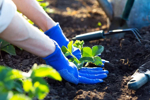 Planting strawberries in the garden — Stock Photo, Image