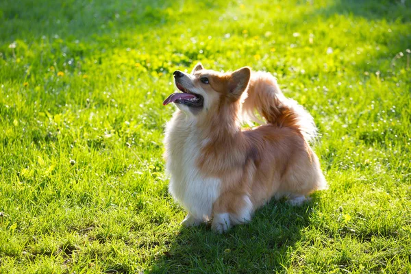 Retrato esponjoso corgi —  Fotos de Stock