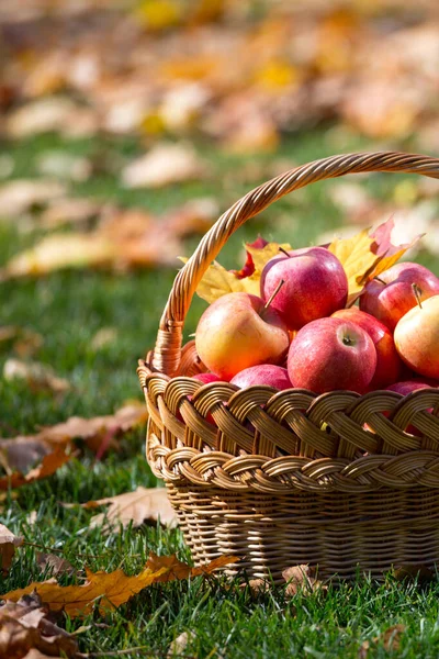 Pommes juteuses dans un panier dans le jardin — Photo