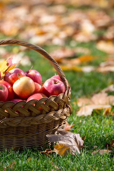 Manzanas jugosas en una canasta en el jardín — Foto de Stock