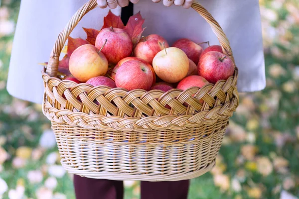 Juicy apples in a basket in the garden — Stock Photo, Image