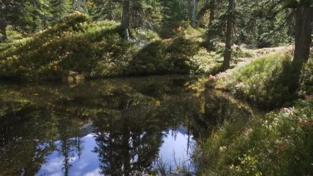 Pantano Verde Hermoso Bosque Soleado Sendero Bosque Virgen Rauris Urwald — Vídeo de stock