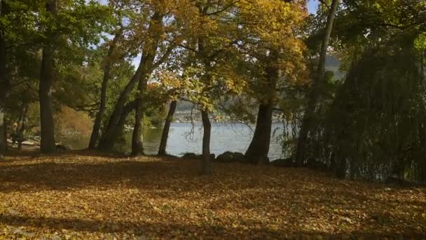 Alberi Forestali Autunnali Con Foglie Cadenti Una Riva Del Lago — Video Stock