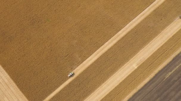 Combinare Macchine Raccolta Mais Nel Campo Riprese Aeree — Video Stock