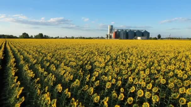 Moderne Graan Silo Lift Het Gebied Van Bloeiende Zonnebloemen Luchtfoto — Stockvideo