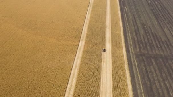 Combine Machines Harvesting Corn Field Aerial Footage — Stock Video