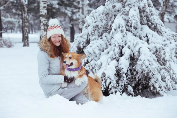 Retrato esponjoso corgi — Foto de Stock