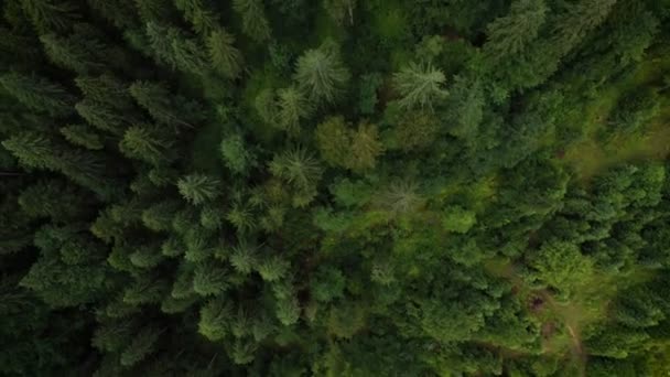 Flyger Över Skogen Ovanför Träden Morgonen — Stockvideo