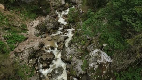 Torrente Montagna Che Scorre Attraverso Pineta Fino All Ingresso Della — Video Stock