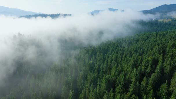 Nebbia Nella Pineta Montagna — Video Stock