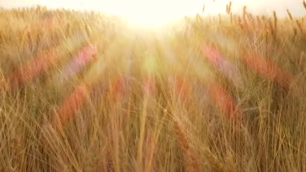 Paisagem Verão Com Campo Trigo Noite Hora Pôr Sol — Vídeo de Stock