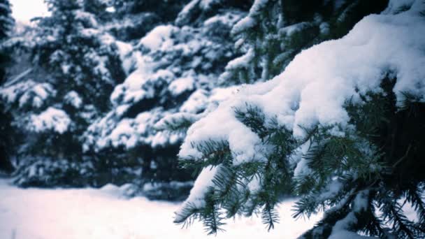 Nieve Cayendo Las Ramas Los Abetos — Vídeos de Stock