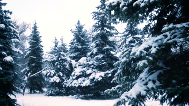 Sneeuwvlokken Vallen Winter Nacht Achtergrond — Stockvideo