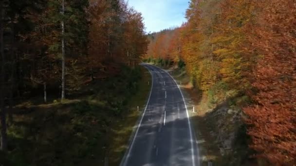 Sobrevoando Estrada Vazia Outono Com Árvores Brilhantes Nos Tons Verde — Vídeo de Stock