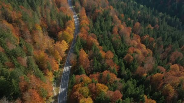 Yeşil Turuncu Kırmızı Tonlarda Parlak Ağaçlarla Boş Sonbahar Yolunda Uçuyor — Stok video