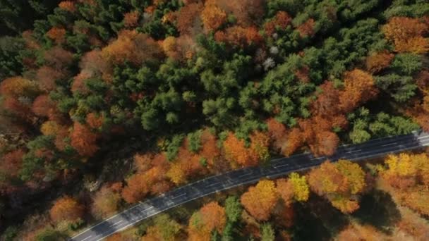 Yeşil Turuncu Kırmızı Tonlarda Parlak Ağaçlarla Boş Sonbahar Yolunda Uçuyor — Stok video