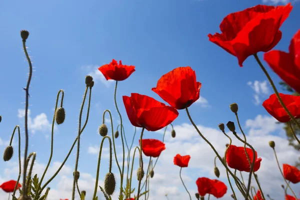 Het veld papavers — Stockfoto