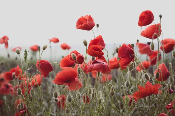 Poppies alan — Stok fotoğraf