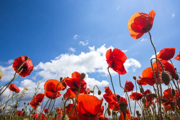 El campo de amapolas — Foto de Stock