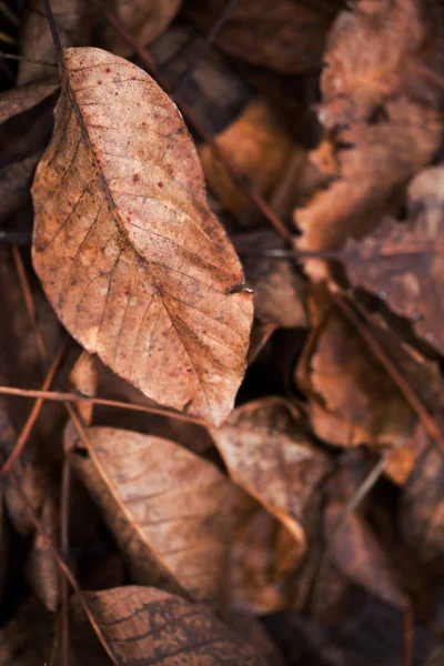 Plant foto behang — Stockfoto