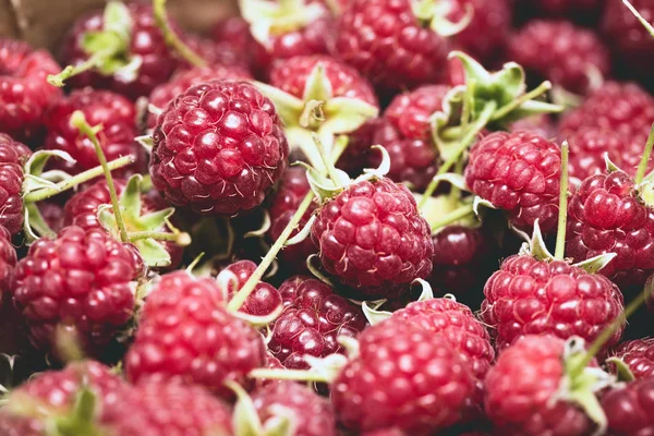 Group of juicy raspberries close up — Stock Photo, Image