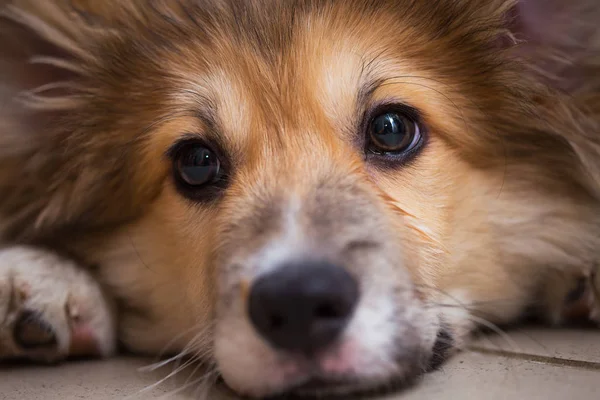 Retrato de cachorro esponjoso corgi — Foto de Stock