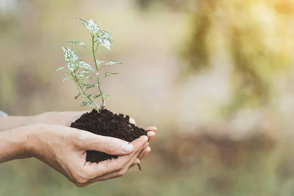 Plant in de handen — Stockfoto