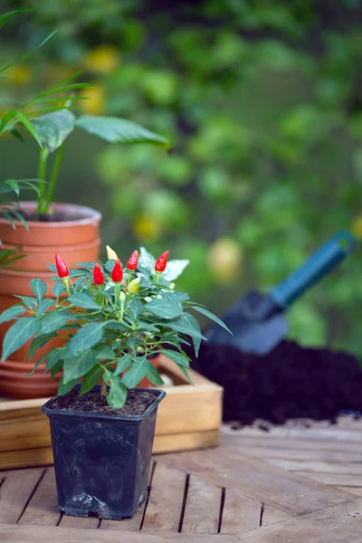 Plantation de fleurs dans le jardin — Photo