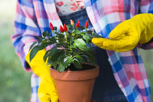 Plantando flores en el jardín — Foto de Stock