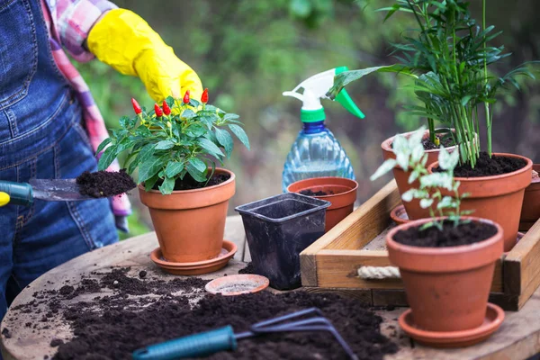 Plantando flores en el jardín — Foto de Stock