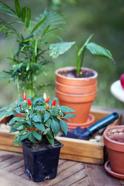 庭に花を植える — ストック写真