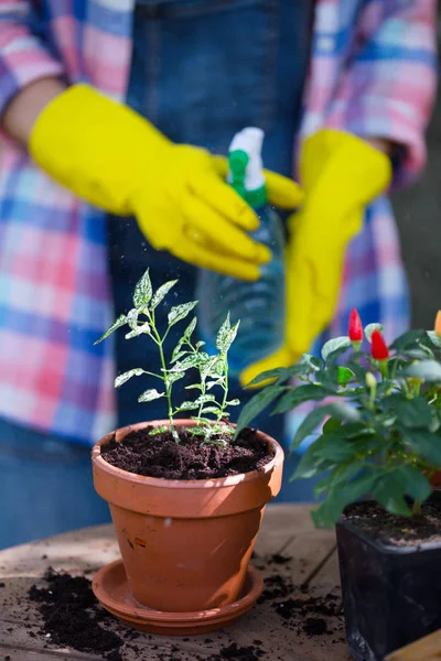 Plantando flores en el jardín — Foto de Stock